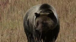 TS  shot of a male grizzly bear  (Ursus arctos horribilis) walking toward the camera Stock Footage