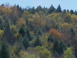 Cu Fall Trees Stock Footage