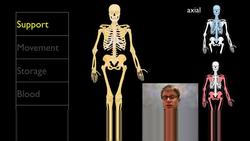 The Skeletal System Instructional Video