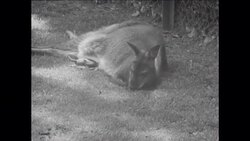 CAN 532 BABY ANIMALS AT BRISTOL ZOO Instructional Video