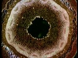 Microscopic cross sectional view through woody stems to show vascular bundles, xylem, cambium, phloem Stock Footage