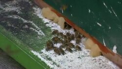 Virtual reality helmet gives you animal vision Instructional Video