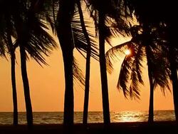Beach and Row of Palm Tree at Sunset Stock Footage