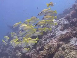 Blue Striped Snapper Stock Footage