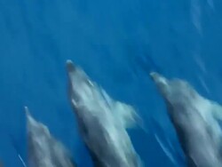 Dolphin's swimming. Stock Footage