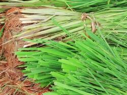 Rice seedlings,Panning Shot Stock Footage