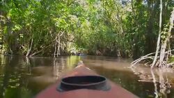 Kayaking in the Cacao Lagoon Stock Footage