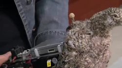 Bird Courtship Instructional Video