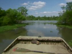 MS POV Airboat speeding on Atchafalaya Basin swamp / Atchafalaya Basin, Louisiana, United States Stock Footage