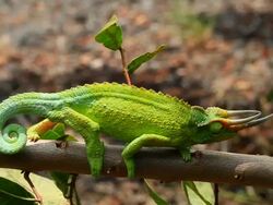 Jackson's Chameleon in Hawaii HD Stock Footage