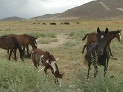 Wild Horses in Reno Desert Landscape News Clip