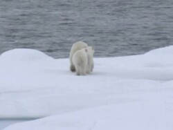 Polar Bear and her cubs stranded on Drift Ice in the Arctic News Clip