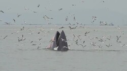 Whale : HD Slow motion Stock Footage