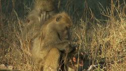 Imprinting Instructional Video