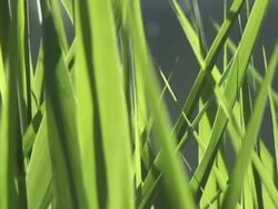 Grass Awn Stock Footage
