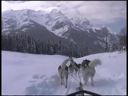 Dog Sledding Through Snow Stock Footage