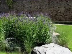 MS View of salvia grass / Koblenz, Rhineland-Palatinate, Germany Stock Footage