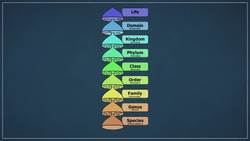 Your Place in the Primate Family Tree Instructional Video