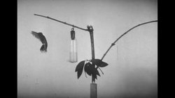 Eastman high speed motion picture camera captures hummingbird in slow motion News Clip