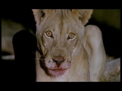 CU Bloodied face of African Lion (Panthera leo) looking worried, Botswana Stock Footage