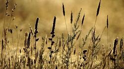 Steppe in Azerbaijan Stock Footage