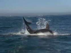 White shark breeching, South Africa  Stock Footage
