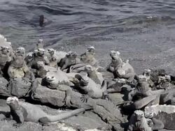 MS PAN Black Iguana sun bathing on rock at beach / Isabella Island, Galapagos Islands, Ecuador   Stock Footage