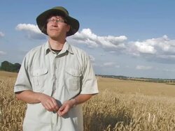farmer on ripe wheat field Stock Footage