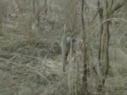 Baboon running through bushes, CU, Tanzania Stock Footage