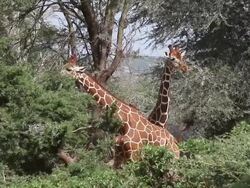 MS Reticulated giraffe trying mating in forest / National Park, Africa, Kenya Stock Footage