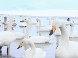 MS Swans at Lake Akan in Akan National Park / Teshikaga, Japan Stock Footage