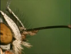 BCU Zoom out, Mites crawling along butterfly's proboscis as it feeds, Australia Stock Footage