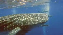 Endangered Species Pelagic Whale Shark (Rhincodon types) swimming with Cobia (Rachycentron canadum) and people. A perfect demonstration of primal instinctive animal behaviour. A symbiotic relationship that ensures their success and survival as a species. Stock Footage