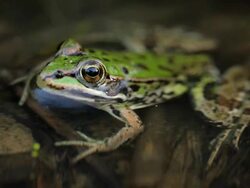Frog Stock Footage