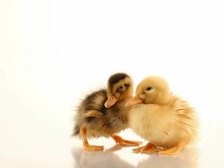 Duckling three days Stock Footage