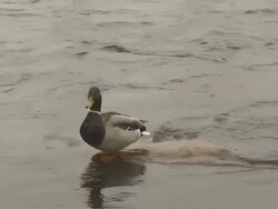 Ducks in the River Stock Footage