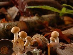 T/L brown clumpy mushrooms growing, United Kingdom Stock Footage