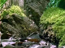 T/L Dipteryx seedling growth, pulsating, natural background, Panama. Stock Footage