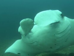 Manta, eye and head shot, Mozambique  Stock Footage