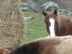 Horse and cows eating Stock Footage