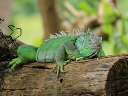 Green Iguana Stock Footage
