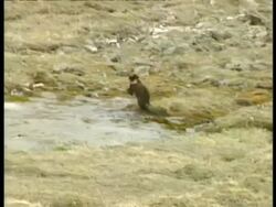 WA Grizzly Bear, Ursus arctos horribilis, cub playing in water with mother in background, Arctic Circle Stock Footage