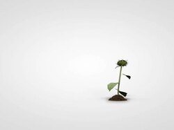 Plant Growth Stock Footage