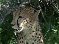 Cheetah hiding in the shade Stock Footage