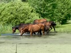 Drinking horses Stock Footage