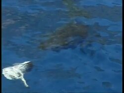 MS and CU Great White Shark swimming just below surface, from topside, Guadalupe Island, Pacific Ocean Stock Footage