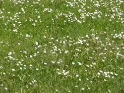 HD: flowers grassland Stock Footage