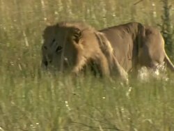 MS TS Shot of lion walking through floodplain water and observing surroundings / Okavango Delta, North-West District, Botswana Stock Footage