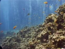 Canyon' dive site near Dahab, Red Sea, colourful fish swimming around coral, bubble curtain in background Stock Footage