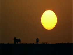 WA Arabian Oryx, Oryx leucoryx, silhouetted in front of sunset on horizon, Jiddat al Harasis desert, Oman Stock Footage